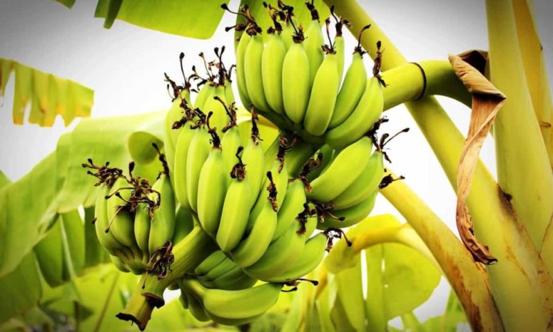 India aims for Russian market with banana export boom